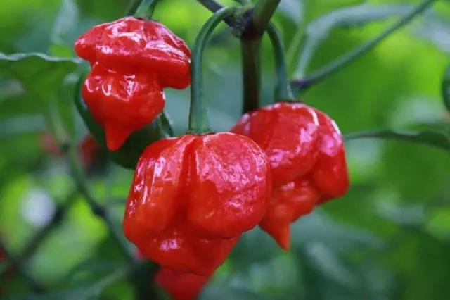 色选机|食品|再生料|矿石|蒜米色选机