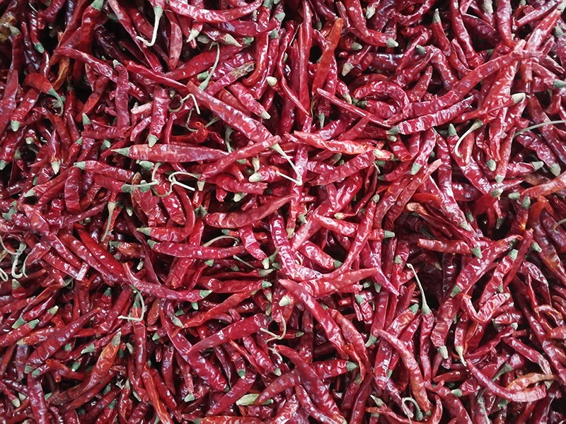 印度-辣椒-Sharma-5041处，辣椒选把，原料改.jpg