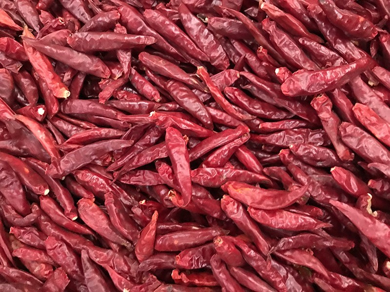 山东金乡-辣椒-李-3028处，好料改.jpg